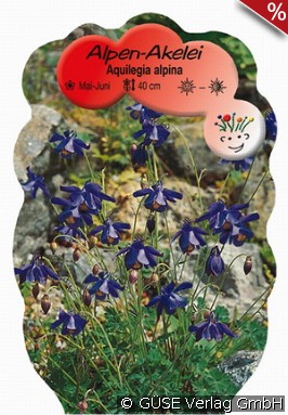 Alpen-Akelei