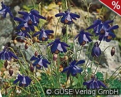 Alpen-Akelei kaufen, clicken für mehr Details Alpen-Akelei