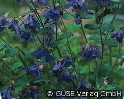 Gewöhnliche Akelei kaufen, clicken für mehr Details Gewöhnliche Akelei