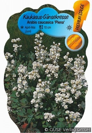 Gänsekresse
