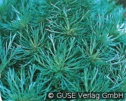 Zwergiger Silber-Beifuß kaufen, click for more details Zwergiger Silber-Beifuß