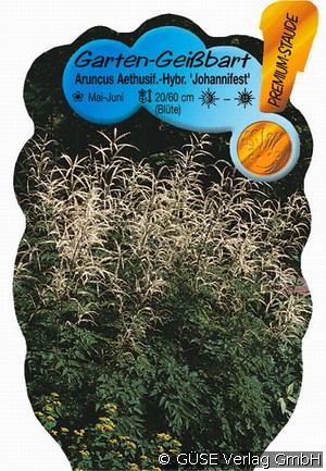 Garten-Geißbart