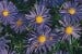Kissen-Aster