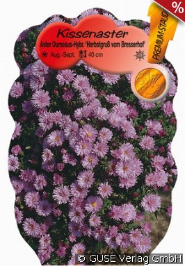 Kissen-Aster