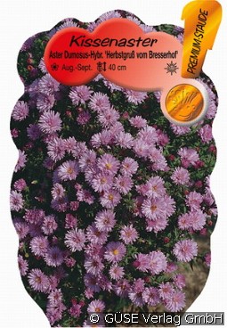 Kissen-Aster 