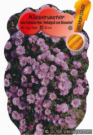 Kissen-Aster 