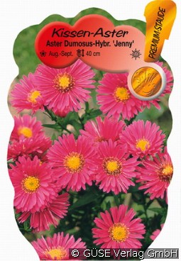 Kissen-Aster 'Jenny'