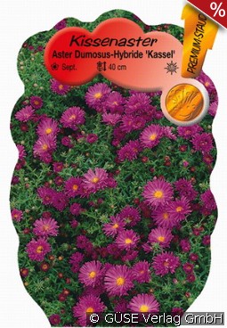 Kissen-Aster