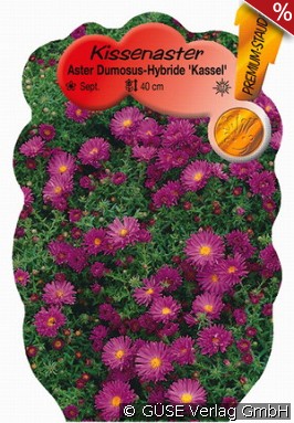 Kissen-Aster