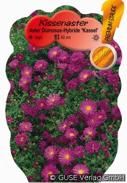 Kissen-Aster