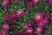 Kissen-Aster