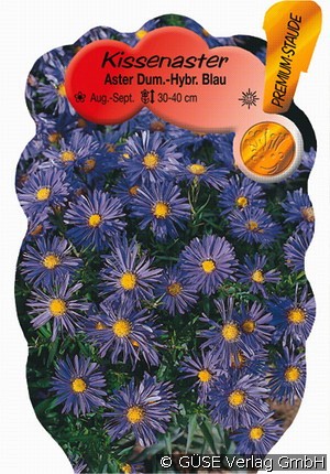 Kissen-Aster