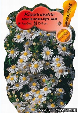 Kissen-Aster