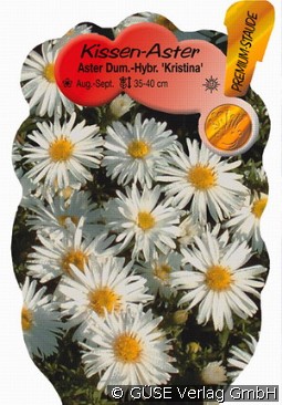 Kissen-Aster