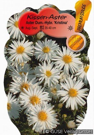 Kissen-Aster