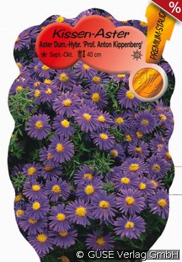 Kissen-Aster 'Prof. Kippenberg'