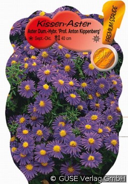 Kissen-Aster 'Prof. Kippenberg'