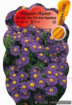 Kissen-Aster 'Prof. Kippenberg'