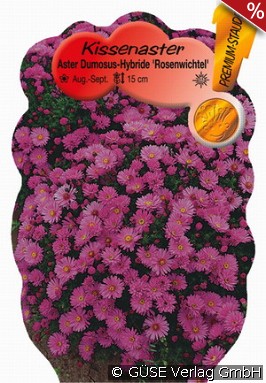 Kissen-Aster 'Rosenwichtel'