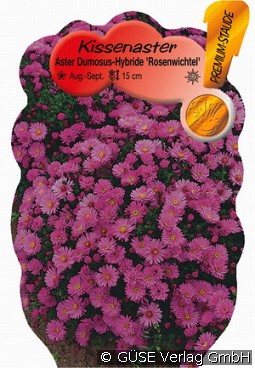 Kissen-Aster 'Rosenwichtel'