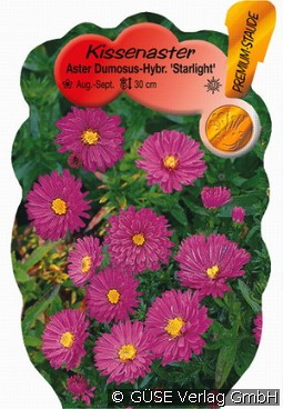 Kissen-Aster