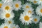 Alpen-Aster, clicken für mehr Details Alpen-Aster (Aster alpinus 'Albus')