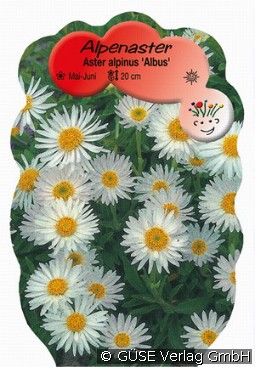 Alpen-Aster 'Albus'