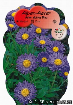 Alpen-Aster