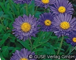 Alpen-Aster kaufen, click for more details Alpen-Aster