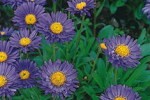 Alpen-Aster, clicken für mehr Details Alpen-Aster (Aster alpinus 'Dunkle Schöne')