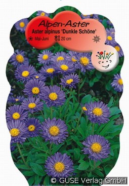 Alpen-Aster 'Dunkle Schöne'