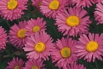 Alpen-Aster, clicken für mehr Details Alpen-Aster (Aster alpinus 'Happy End')