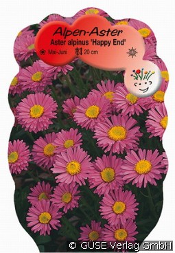 Alpen-Aster 'Happy End'