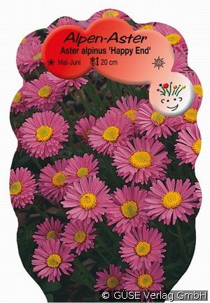 Alpen-Aster 'Happy End'