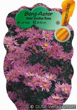 Berg-Aster 'Lady Hindlip'