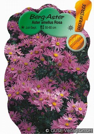 Berg-Aster 'Lady Hindlip'