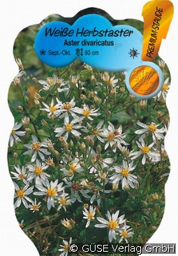 Weiße Herbst-Aster