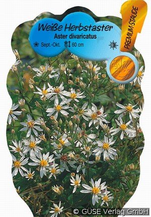 Weiße Herbst-Aster
