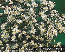 Myrten-Aster 'Schneetanne' kaufen, click for more details Myrten-Aster 'Schneetanne'