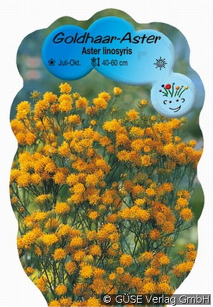 Goldhaar-Aster