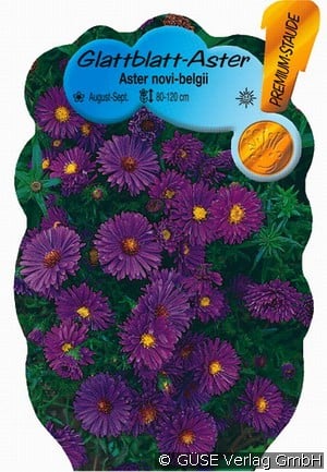 Glattblatt-Aster 'Barr's Blue'