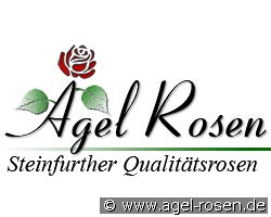 Raublatt-Aster 'Alma Pötschke'