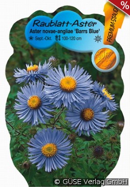 Raublatt-Aster 'Barrs Blue'