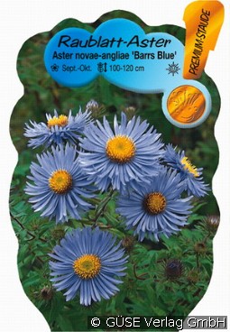 Raublatt-Aster 'Barrs Blue'