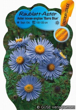 Raublatt-Aster 'Barrs Blue'