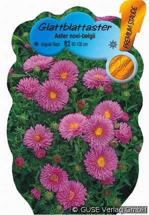 Glattblatt-Aster