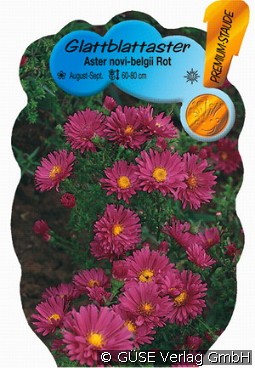 Glattblatt-Aster