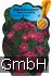 Buy Glattblatt-Aster