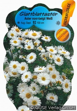 Glattblatt-Aster