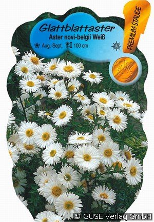 Glattblatt-Aster